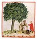 Iraq / Italy: Collecting chestnuts. Illustration from Ibn Butlan's Taqwim al-sihhah or 'Maintenance of Health' (Baghdad, 11th century) published in Italy as the Tacuinum Sanitatis in the 14th century